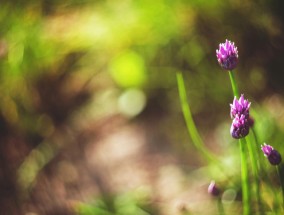 摇钱树最新版本解析，如何高效利用77966u.cnm平台实现财富增长？