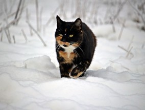 山猫体育直播吧，重构体育观赛生态的沉浸式社区