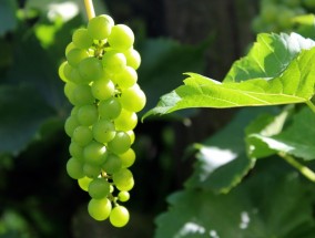 天天乐彩官网查询指南，安全购彩必看