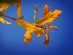 十大正规彩票app下载安装指南，安全购彩必看清单