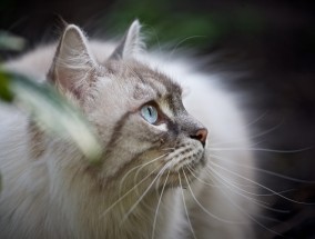 室内养缅因猫的风水与考量