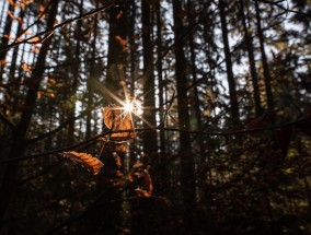 摇钱树下旧版免费下载，财富树为何成为玩家心中的时光宝藏？