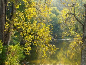 济南千亩银杏林变金色垃圾场，生态景观与环境治理的警示