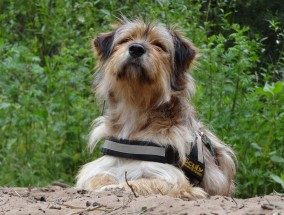 萌宠竞技场，解码全球最燃的狗狗体育直播新潮流