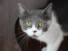 狗万体育a直播，沉浸式观赛新体验，引爆体育迷热情