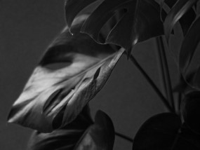 黑白直播下的热血与浪漫，体育生男友的青春交响曲