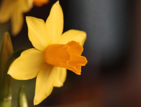 如何安全下载并安装77966摇钱树苹果版？一步步指南与注意事项