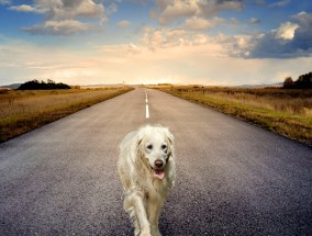 养猫之路，付出与收获的温馨旅程