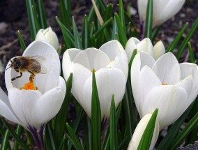 雨燕直播引爆体育西路鲜花雨，虚拟与现实的浪漫碰撞