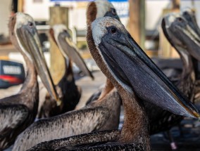直播漏鸟，当意外成为体育盛宴的意外嘉宾