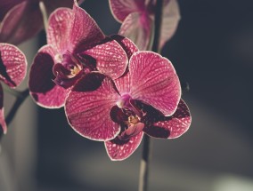 兰目竞速，极速体育直播中的速度与兰花之魅