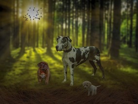 直播时代的黑幕，山猫体育如何操纵比赛？体育直播的滤镜背后藏着什么？