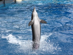 逐浪全球，体育帆船直播如何重塑海洋竞技的未来