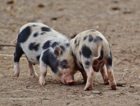 猪事大体育直播，当萌宠遇上热血赛场，体育迷的猪彩新体验