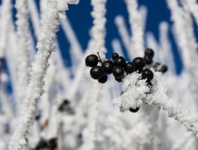 冰雪激情遇上直播魔法，解码体育直播的冬日狂欢盛宴