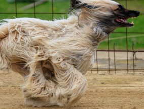 体育直播中的狗推现象，流量狂欢下的伦理困境