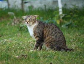 博猫平台，开启你的游戏新次元，体验无限可能