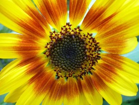 凤凰彩票大厅，您的专属彩票世界，立即开启幸运之旅！