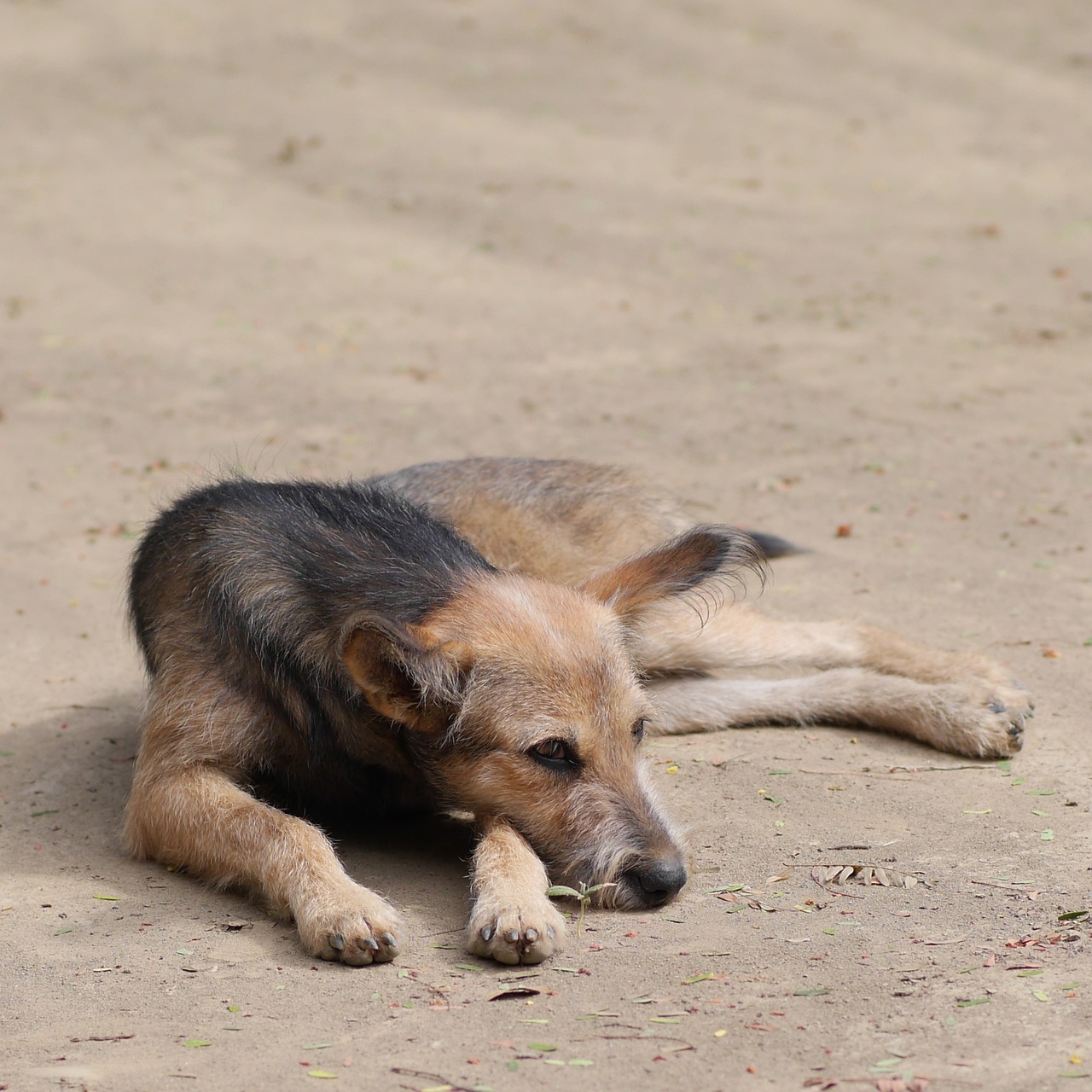 小伙被流浪狗认出，人与犬深厚情感纽带感人瞬间