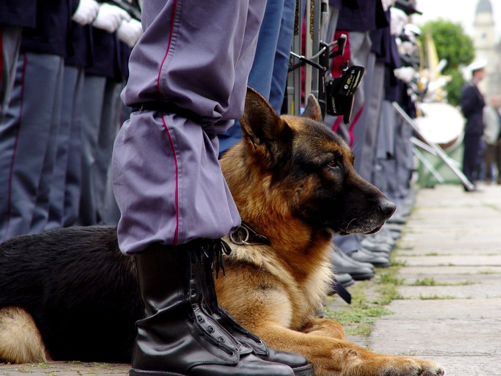 训练有素的ANF犬在卡拉奇机场被民航局的鸟类枪手射杀