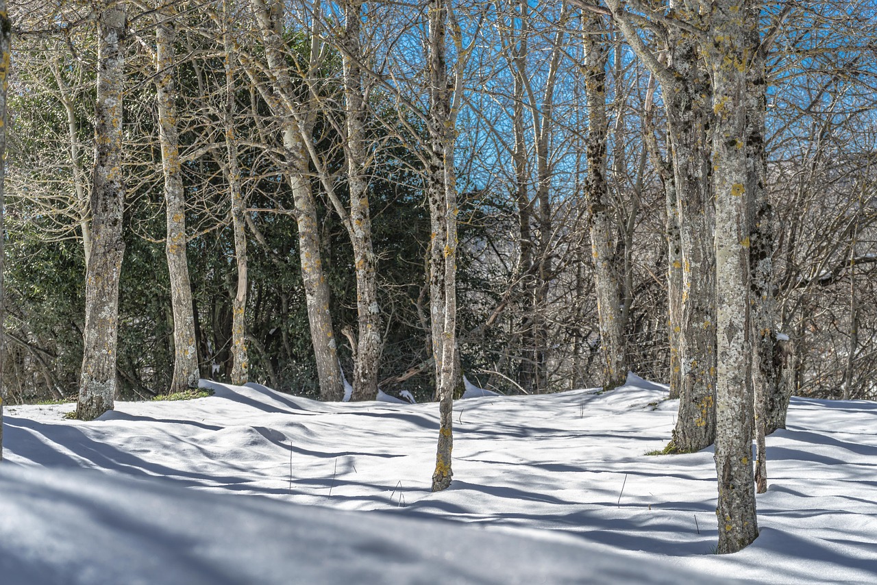 东北雪域，雪至发紫的壮丽画卷