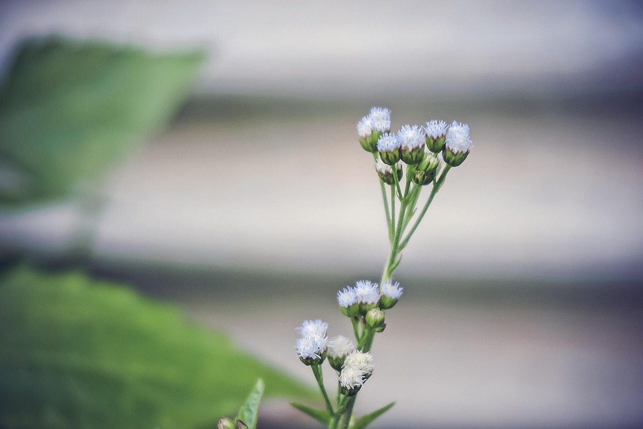 桃花运真的可信吗？对算命预测桃花运的思考