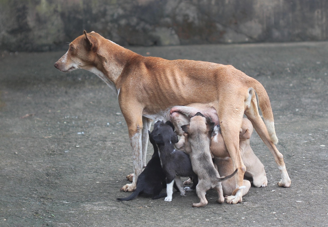 养什么不邋遢的狗—犬种选择与饲养技巧