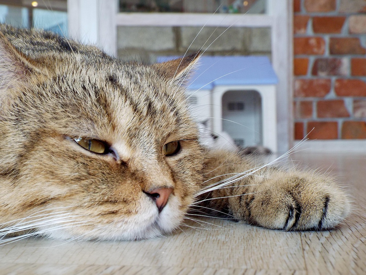 野猫与禽流感的关联性研究野猫禽流感