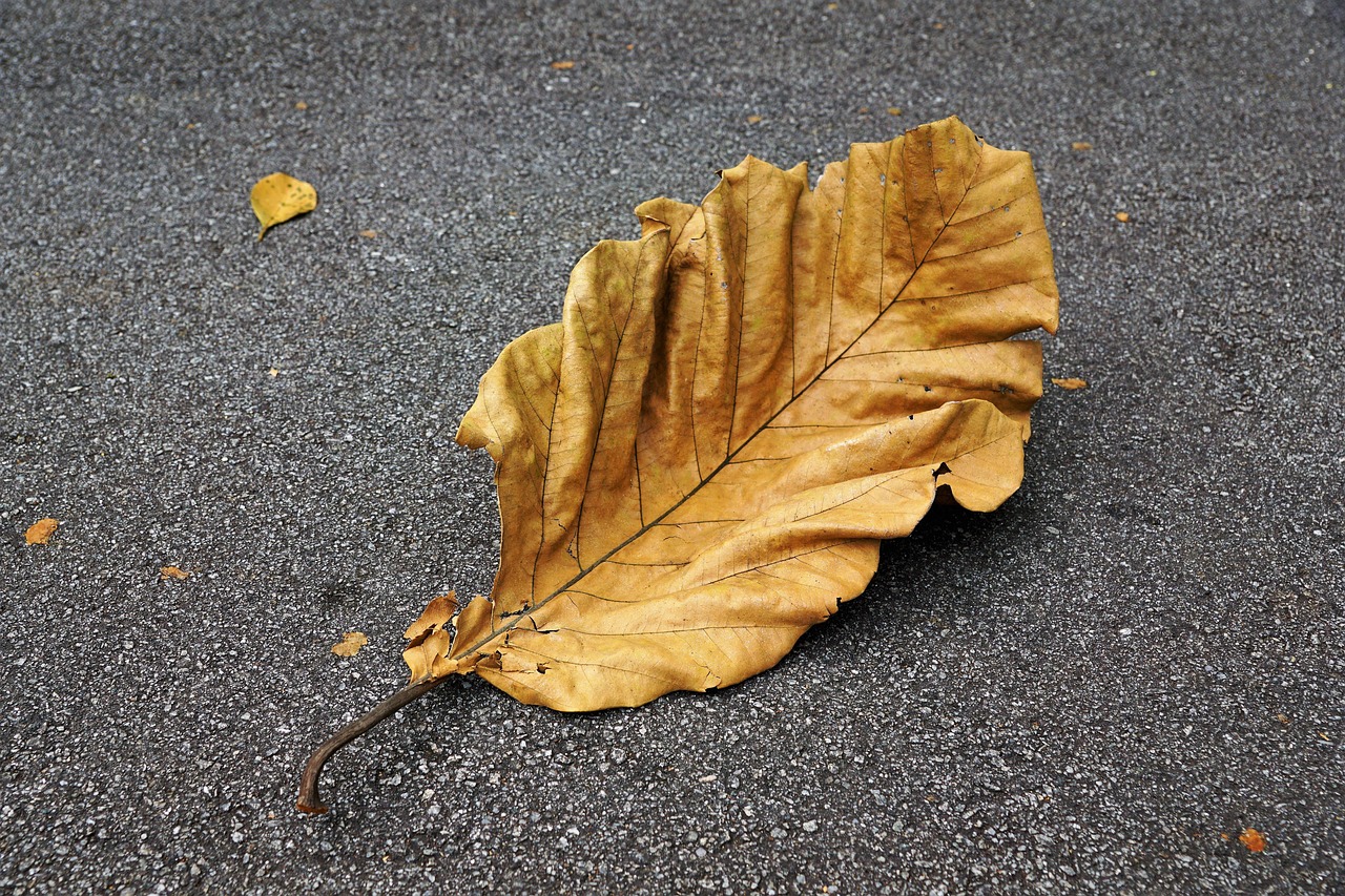 黄芪抗流感，天然的守护者黄芪抗流感