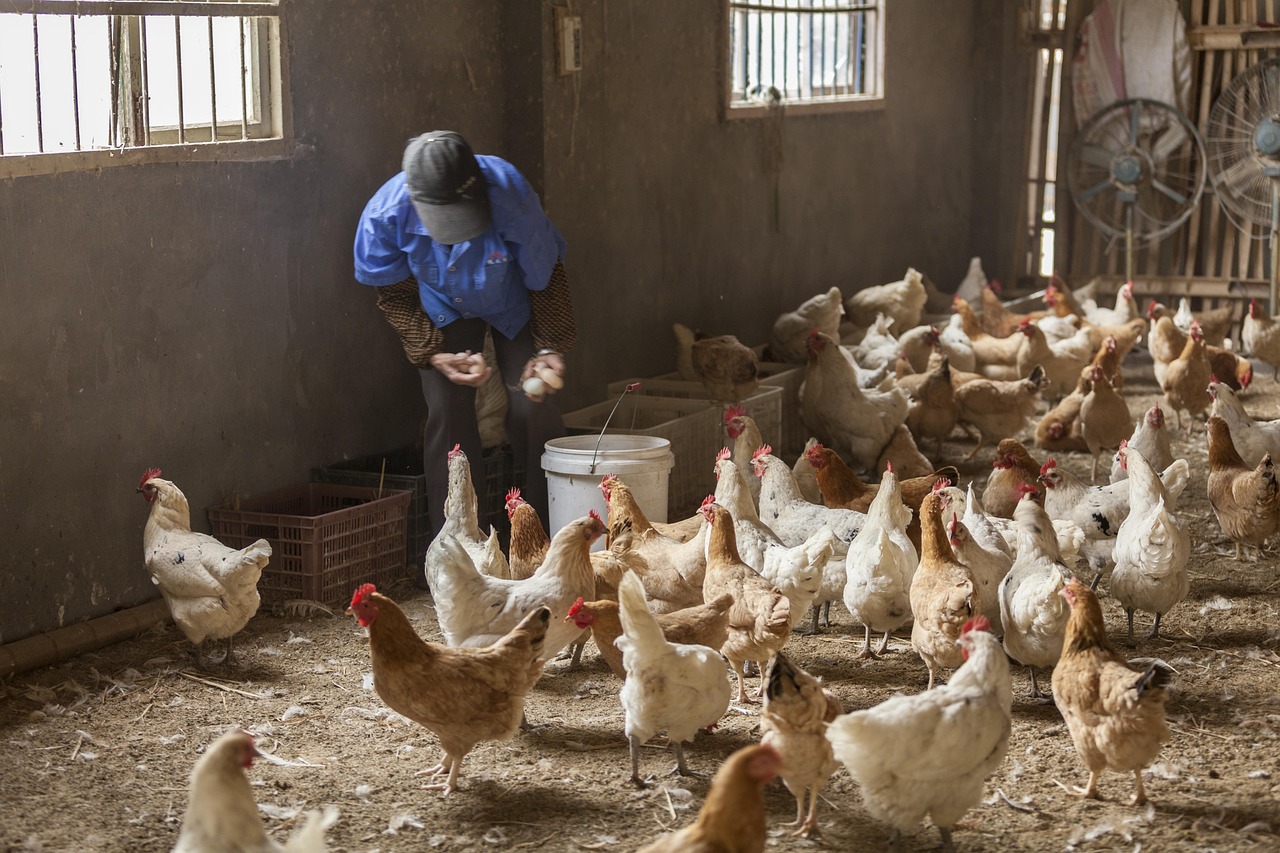 禽流感背景下的鸡肉安全食用指南—煮熟的鸡能否安心食用？禽流感的鸡煮熟能吃吗