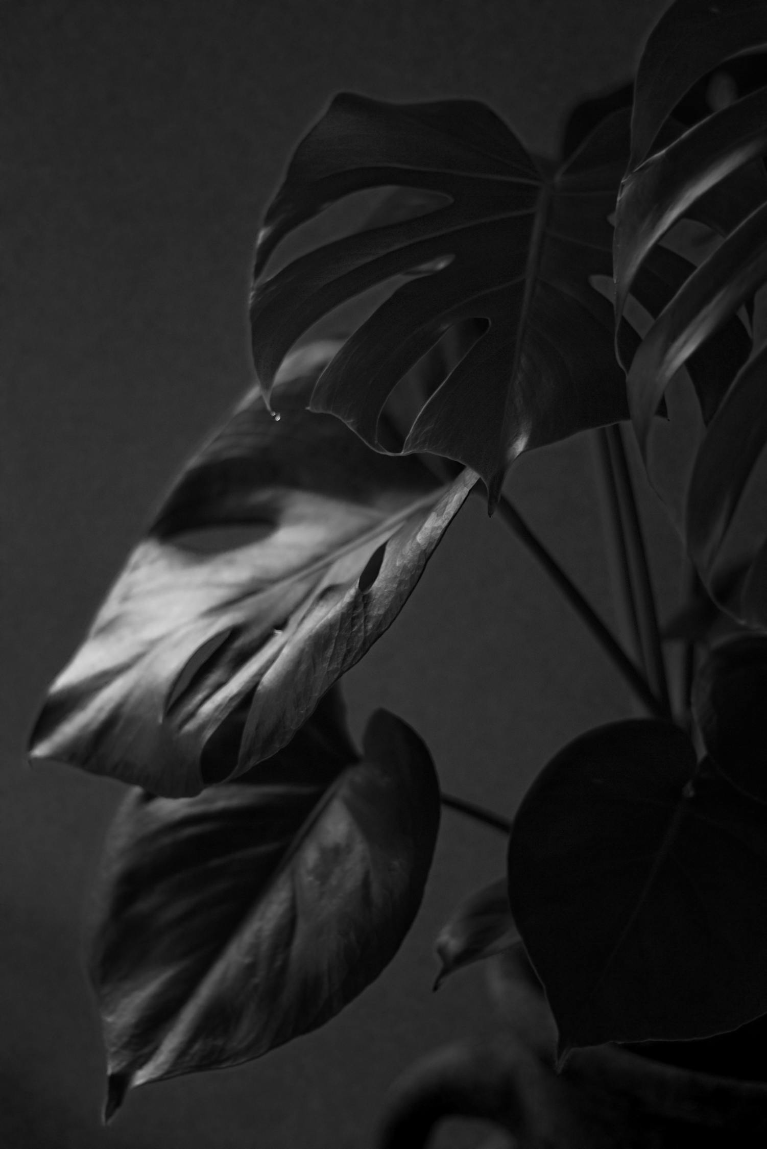 黑白直播下的热血与浪漫,体育生男友的青春交响曲 黑白直播下的热血与浪漫,体育生男友的青春交响曲