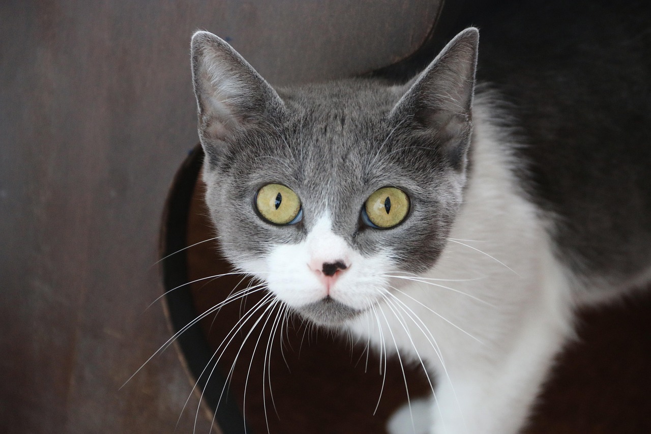 狗万体育a直播,沉浸式观赛新体验,引爆体育迷热情 狗万体育a直播,沉浸式观赛新体验,引爆体育迷热情