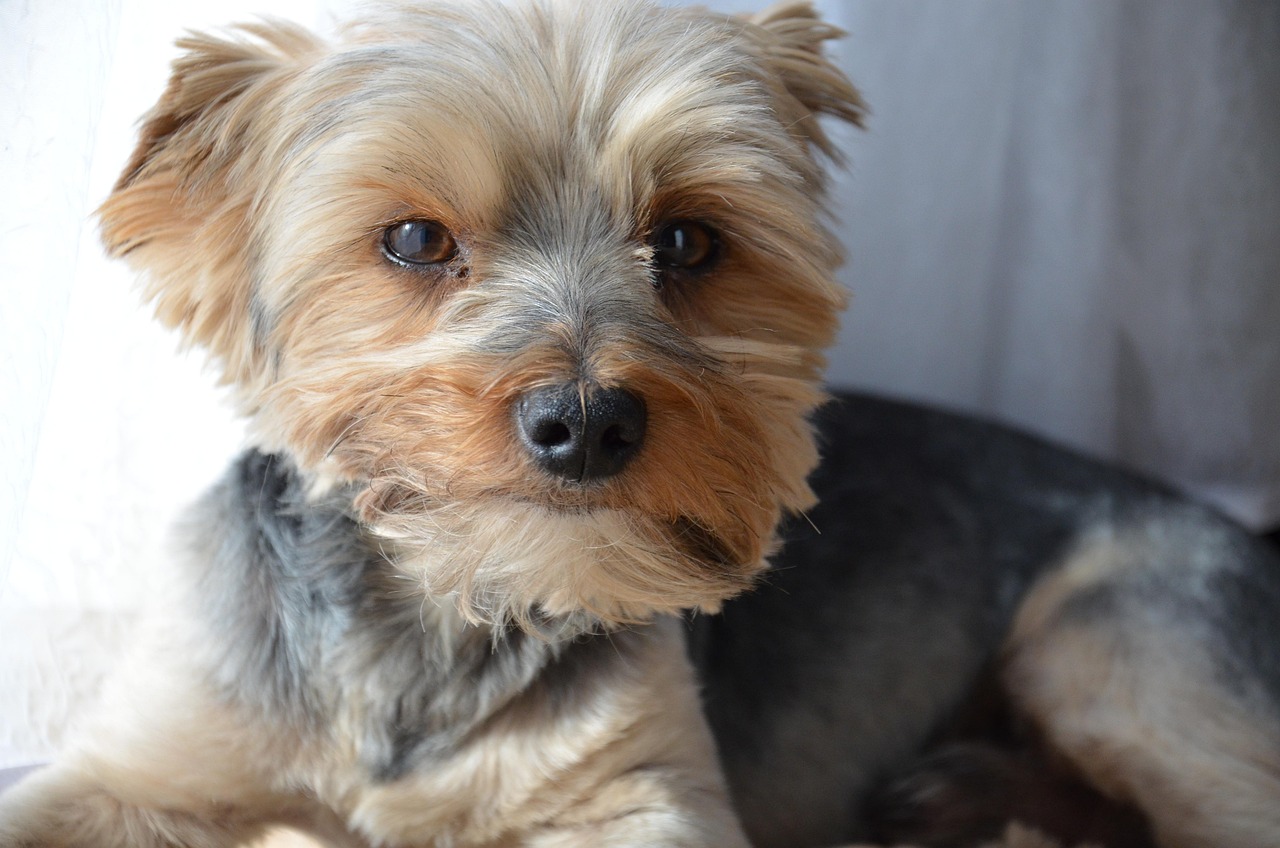 狗万体育a直播,沉浸式观赛新体验,引爆体育迷热情 狗万体育a直播,沉浸式观赛新体验,引爆体育迷热情