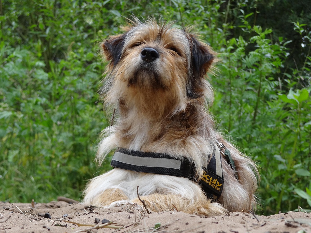 萌宠竞技场,解码全球最燃的狗狗体育直播新潮流 萌宠竞技场,解码全球最燃的狗狗体育直播新潮流