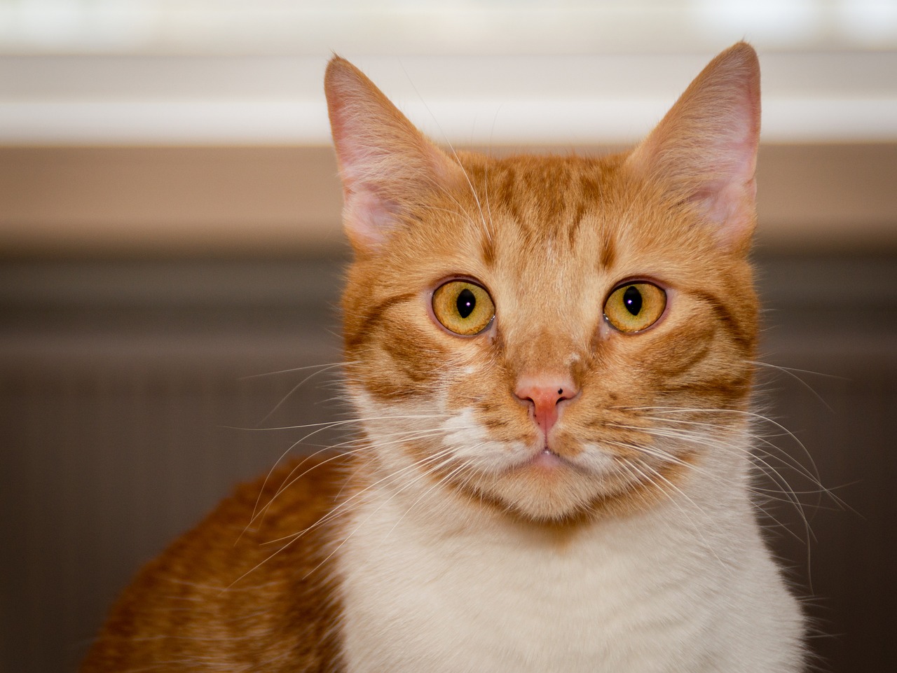 红猫体育直播,重新定义体育观看体验的沉浸式平台 红猫体育直播,重新定义体育观看体验的沉浸式平台