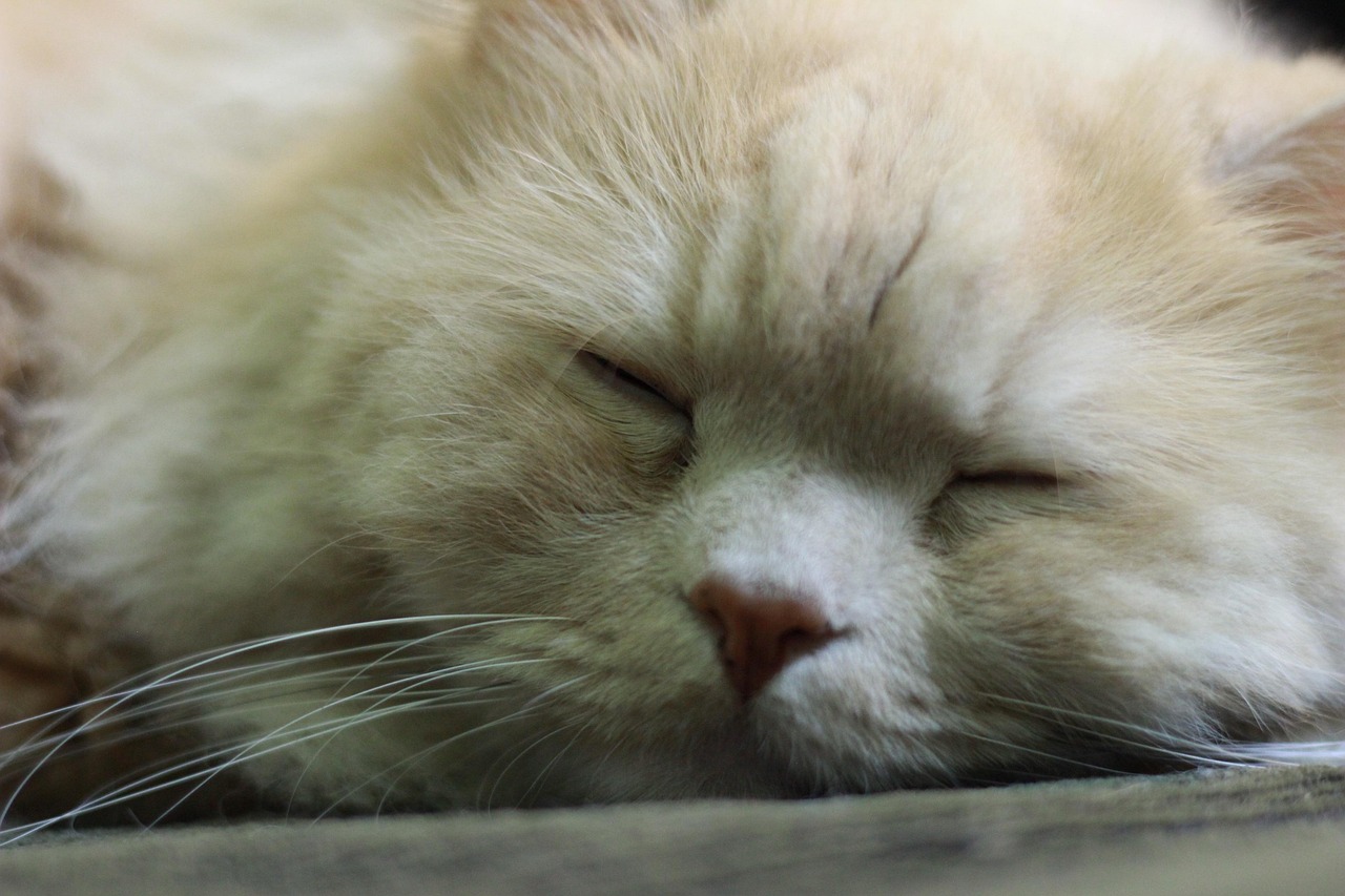 红猫体育直播,重新定义体育观看体验的沉浸式平台 红猫体育直播,重新定义体育观看体验的沉浸式平台