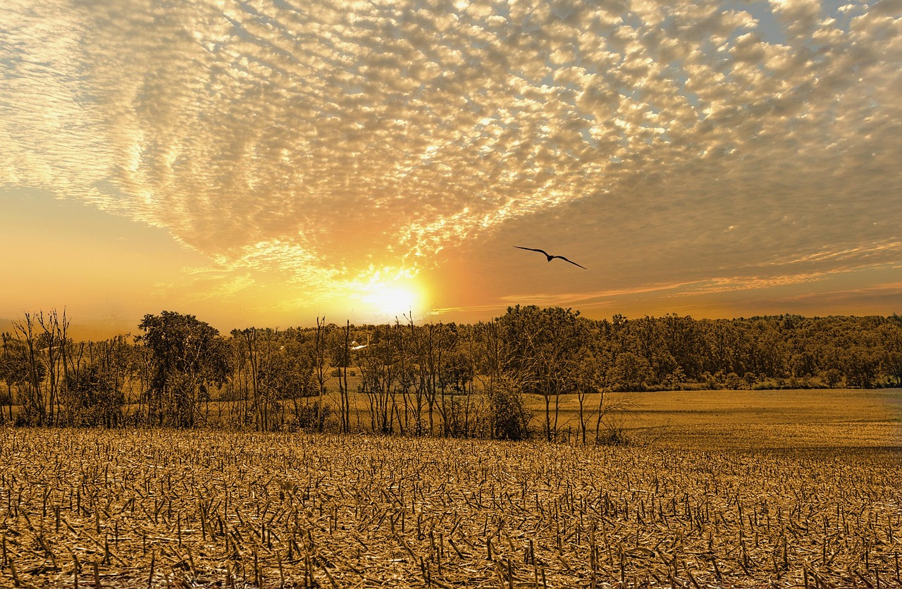 数字田野里的运动狂欢,农民体育广场直播如何激活乡村活力 数字田野里的运动狂欢,农民体育广场直播如何激活乡村活力