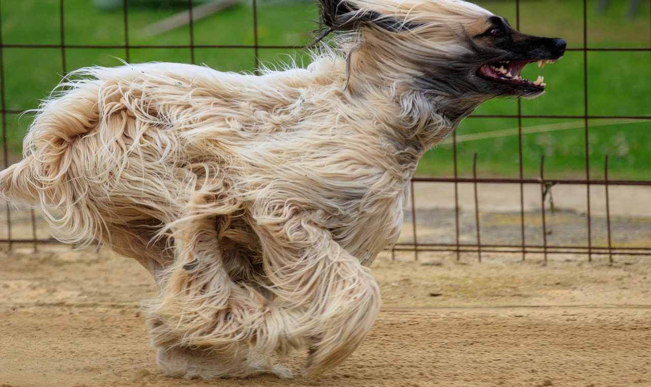 体育直播中的狗推现象，流量狂欢下的伦理困境