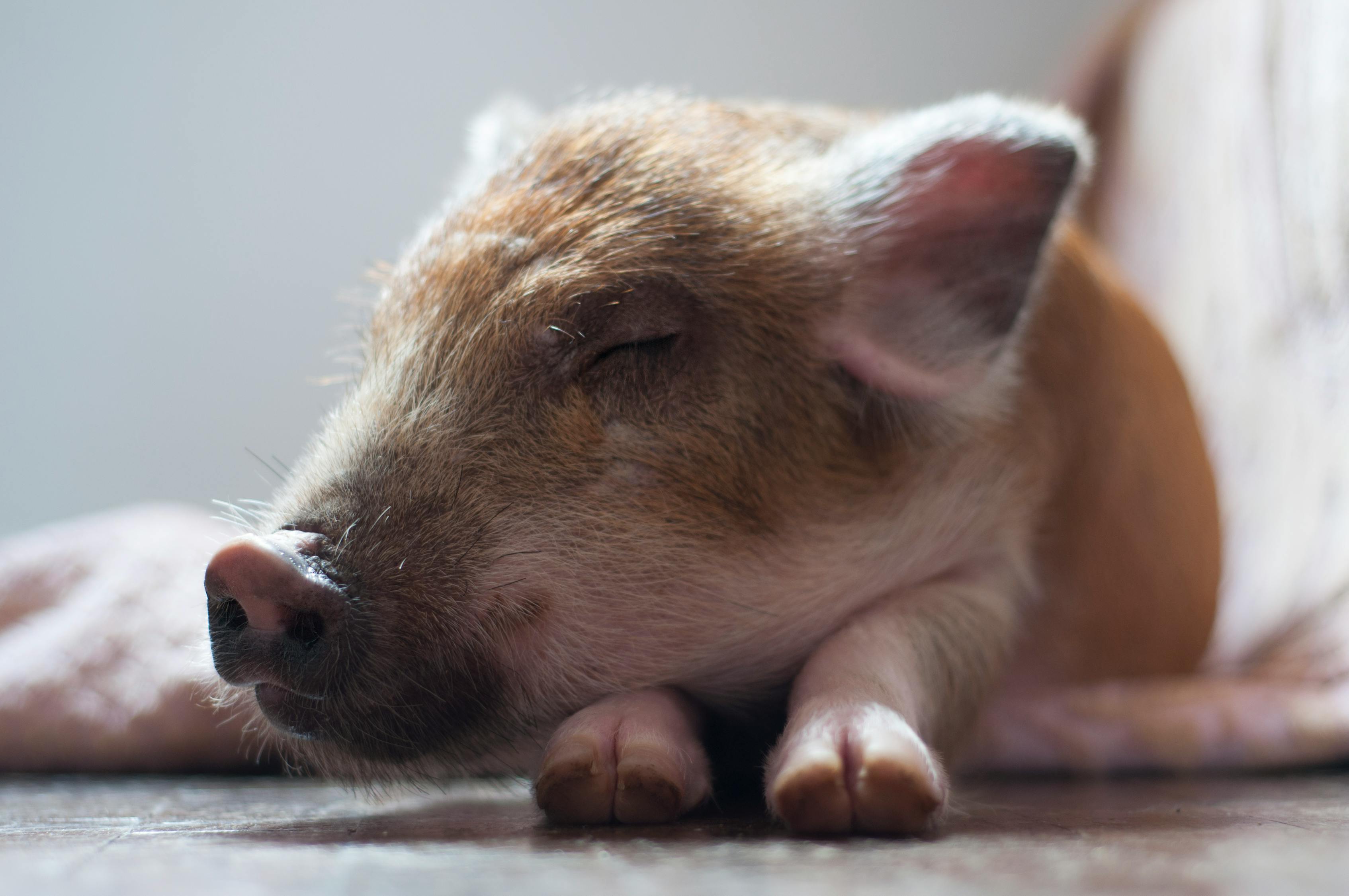 猪事大体育直播,当萌宠遇上热血赛场,体育迷的猪彩新体验 猪事大体育直播,当萌宠遇上热血赛场,体育迷的猪彩新体验