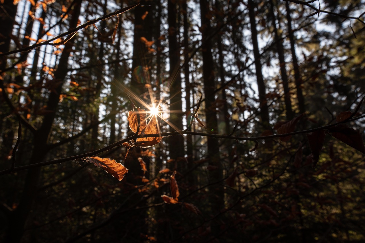 摇钱树下旧版免费下载,财富树为何成为玩家心中的时光宝藏? 摇钱树下旧版免费下载,财富树为何成为玩家心中的时光宝藏?