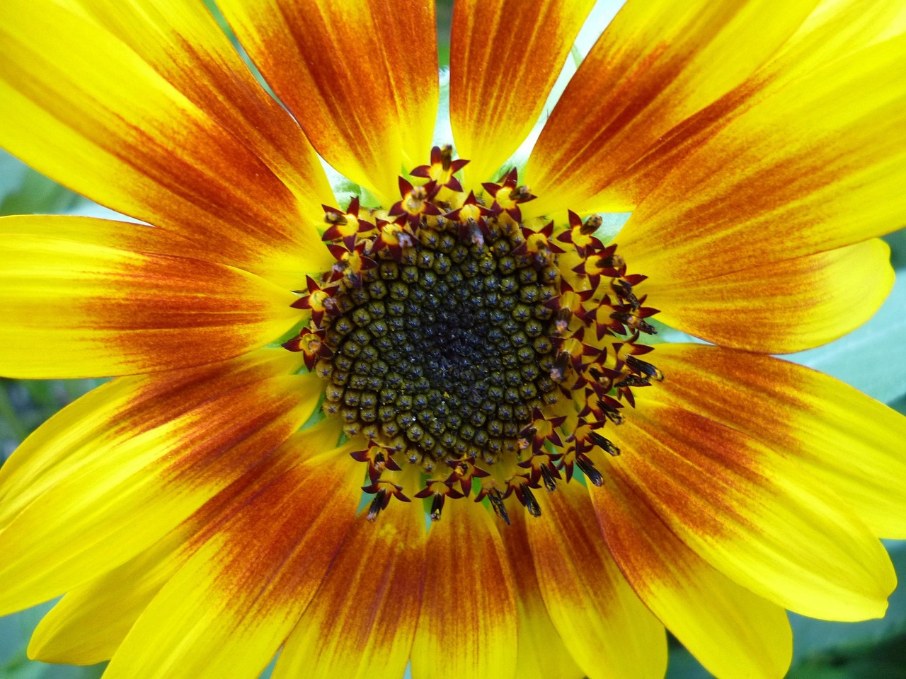 鳳凰彩票APP500,革新购彩体验的科技新势力 鳳凰彩票APP500,革新购彩体验的科技新势力