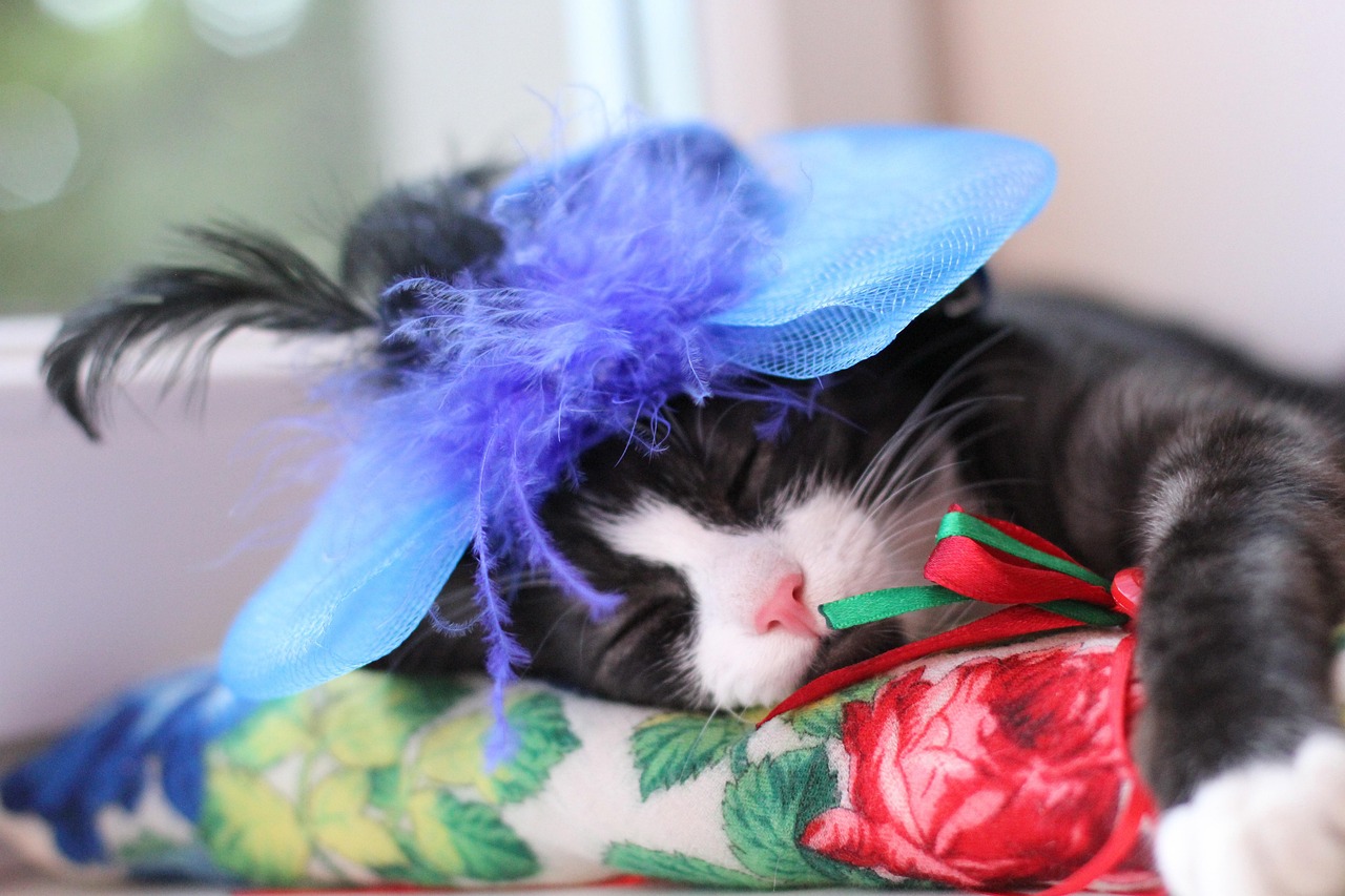 博猫平台,开启你的游戏新次元,体验无限可能 博猫平台,开启你的游戏新次元,体验无限可能