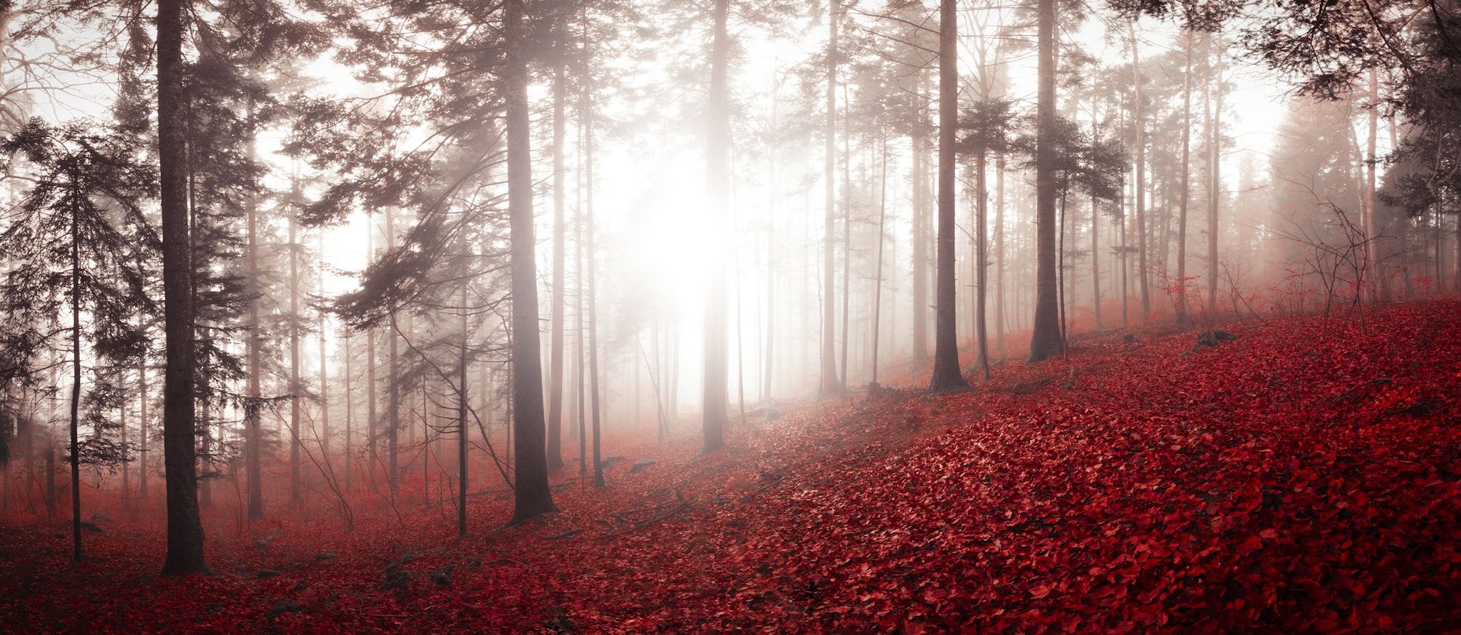 老狼网站的秘密,仙踪林中的数字与自然的交响 老狼网站的秘密,仙踪林中的数字与自然的交响