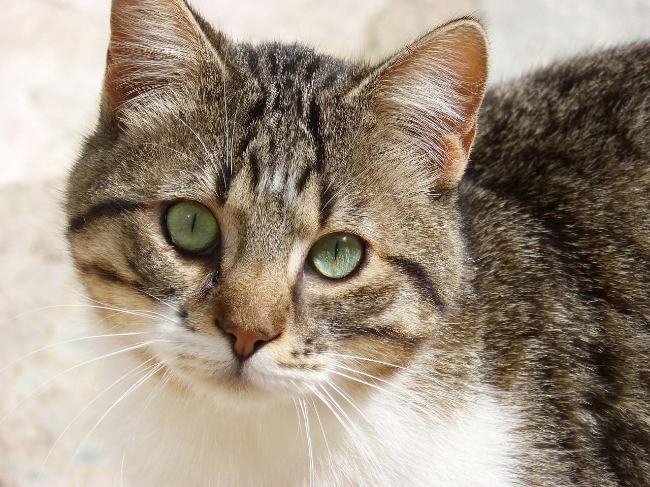 喵星人的极限狂欢场,探秘猫体育直播平台360的沉浸式观赛新体验 喵星人的极限狂欢场,探秘猫体育直播平台360的沉浸式观赛新体验