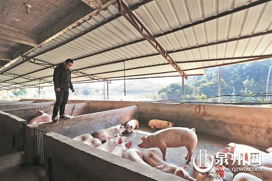 如何设计猪肉期权合约模板？这种模板的实用性如何体现？