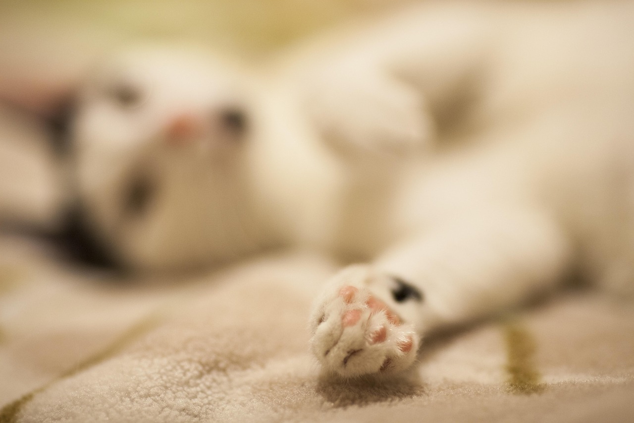 流感是否会传染给猫？流感会传染给猫吗